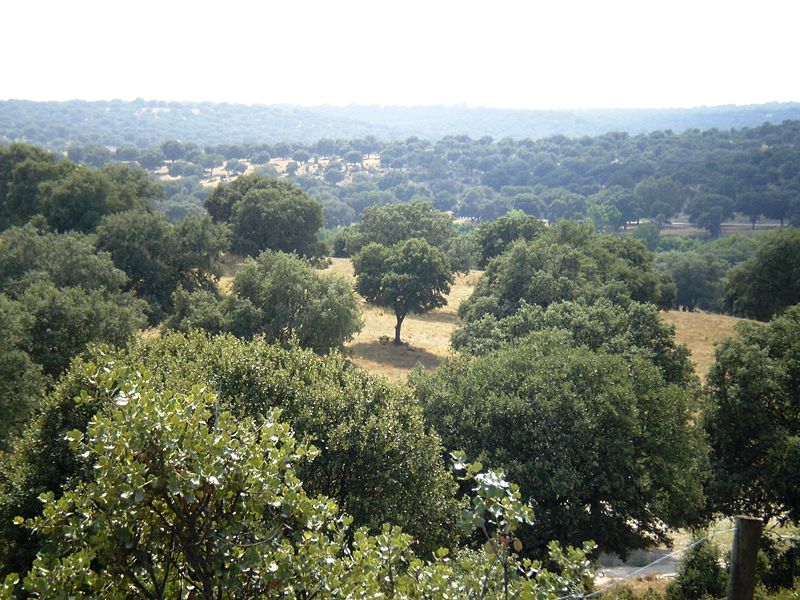 Imagen:Soto de Viñuelas 2.jpg